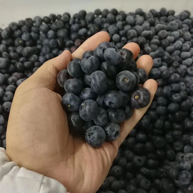 Blueberry Freezing Blueberry Freezing